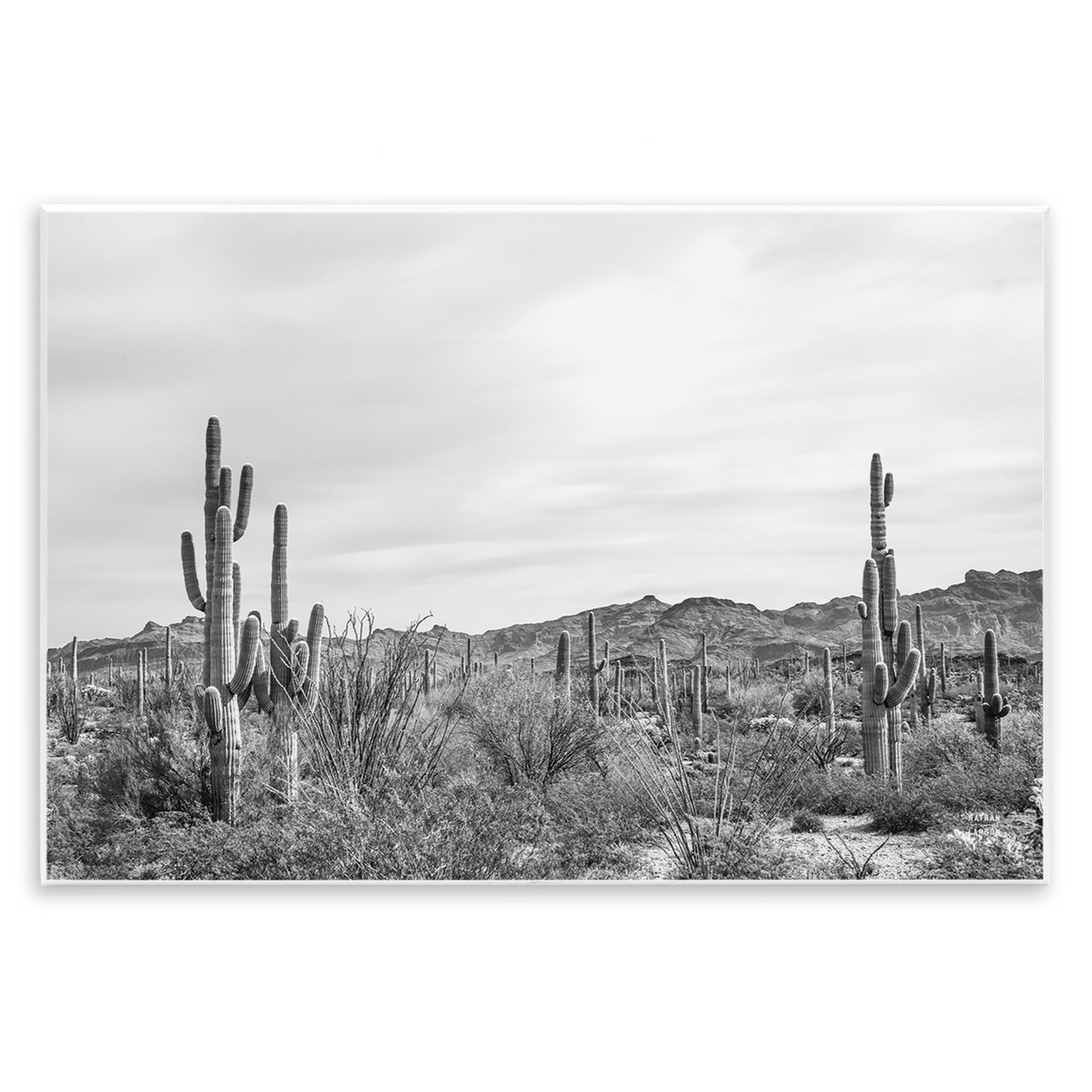 Stupell Industries Sonoran Desert Wonderland Wall Plaque Art Design by Nathan Larson